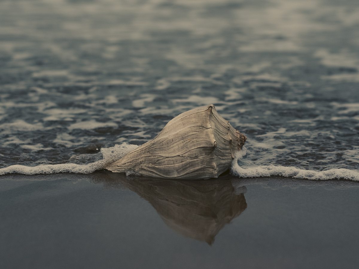 Le conchiglie, l’Anima, la&nbsp;mamma
